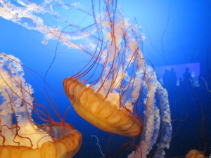 Jellyfish... pretty, aren't they?
