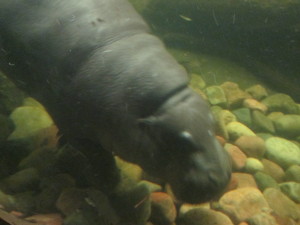 The hippos are usually far away and hard to see, but this time they were swimming around and coming quite close to the glass.