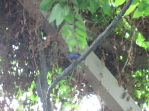 A little blue bird that Spencer spotted in the Butterfly House.